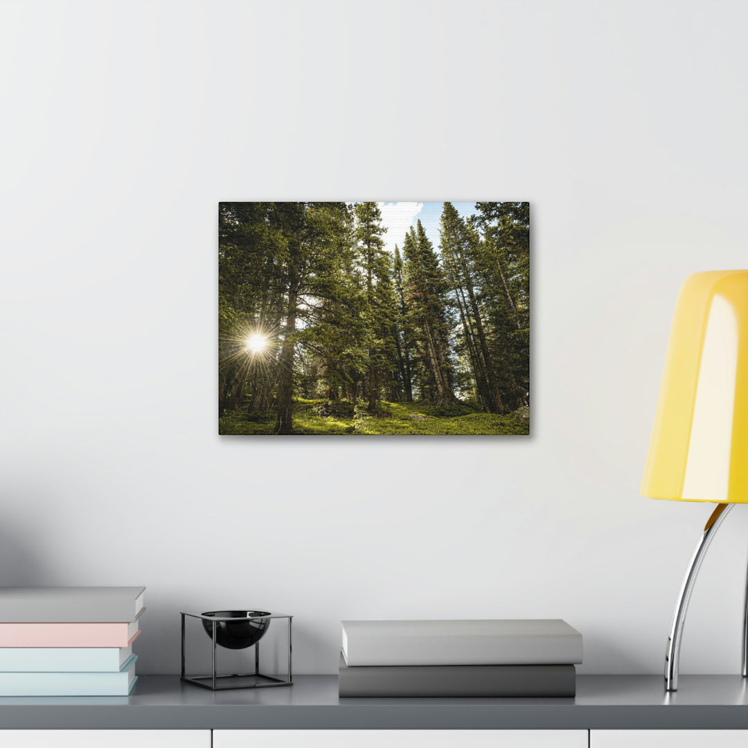 Forest Light - Canvas