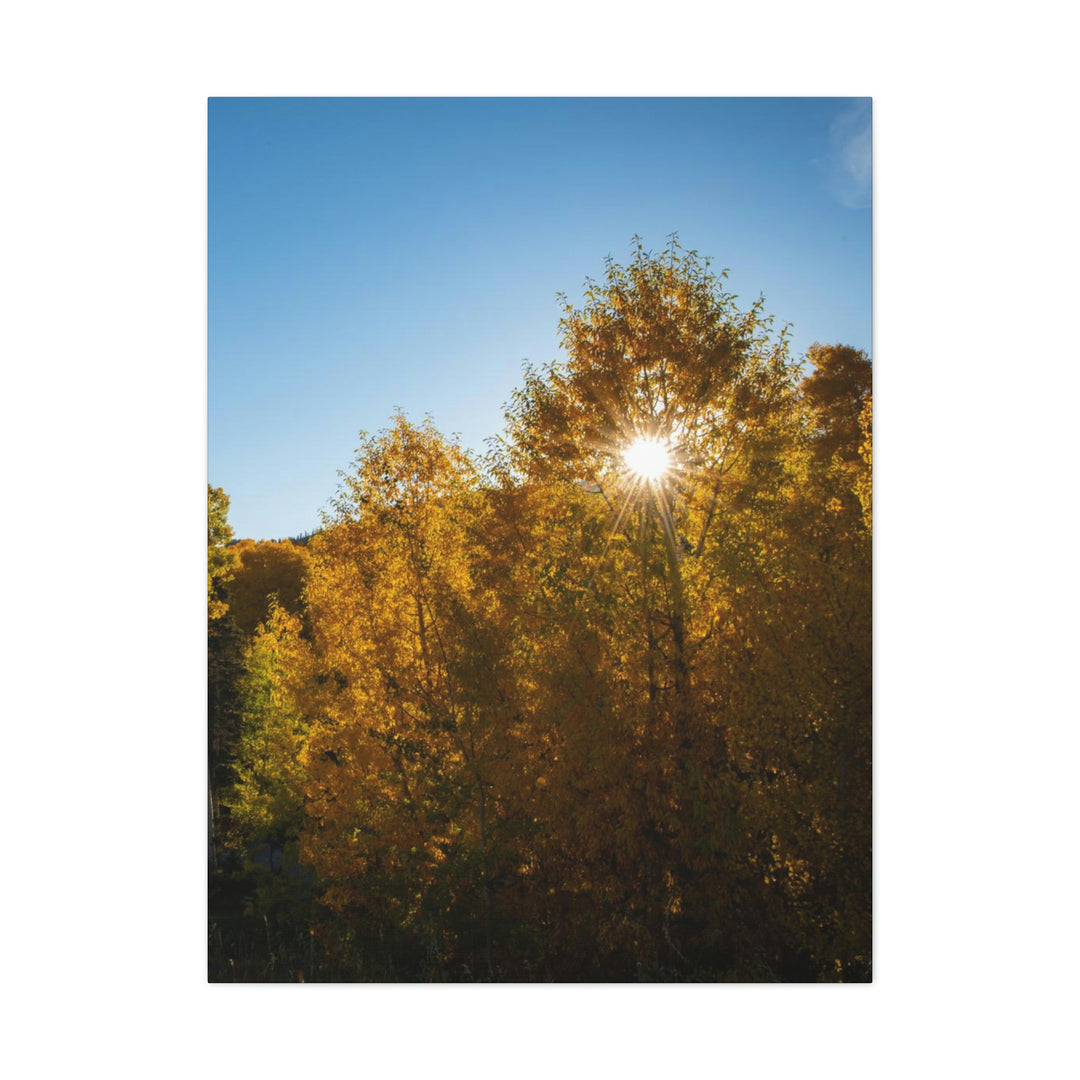 Sun Through the Aspens - Canvas