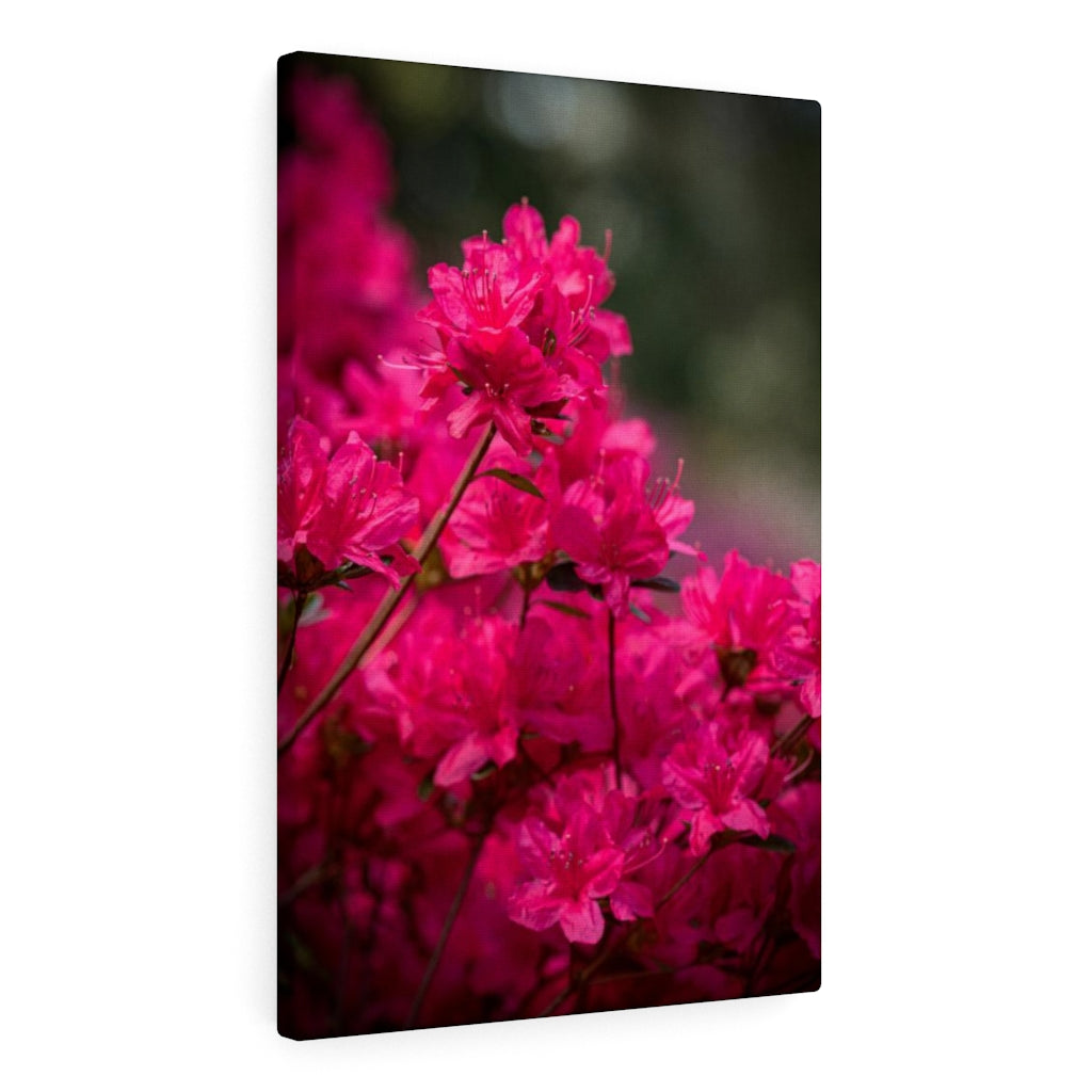 Full Bloom - Canvas