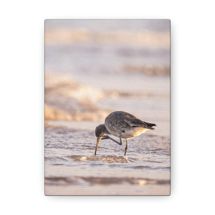 Willet Itch - Canvas