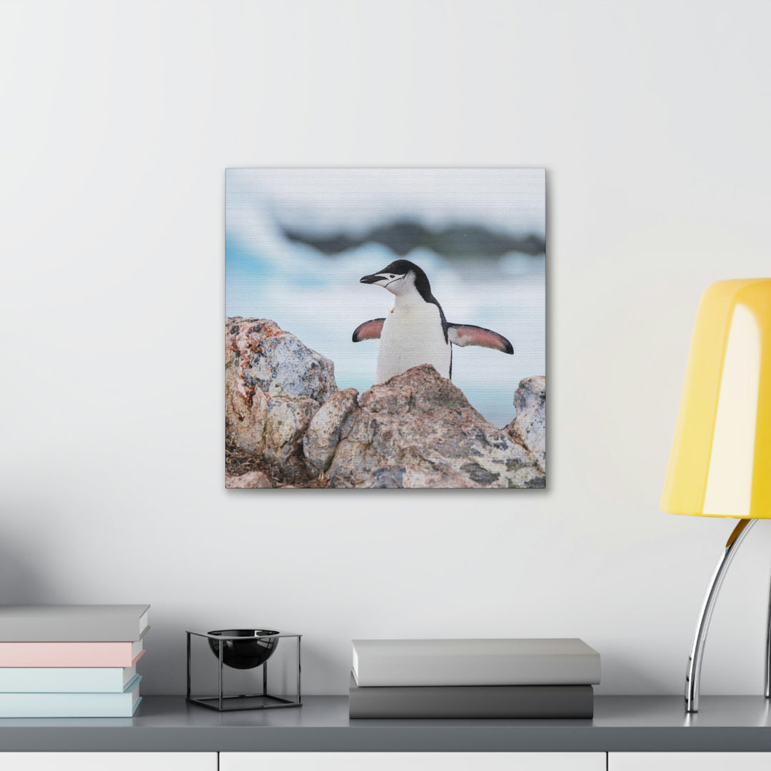 Stretched Penguin - Canvas