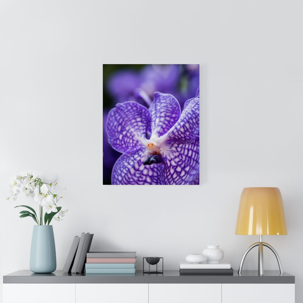 Orchid Detail - Canvas