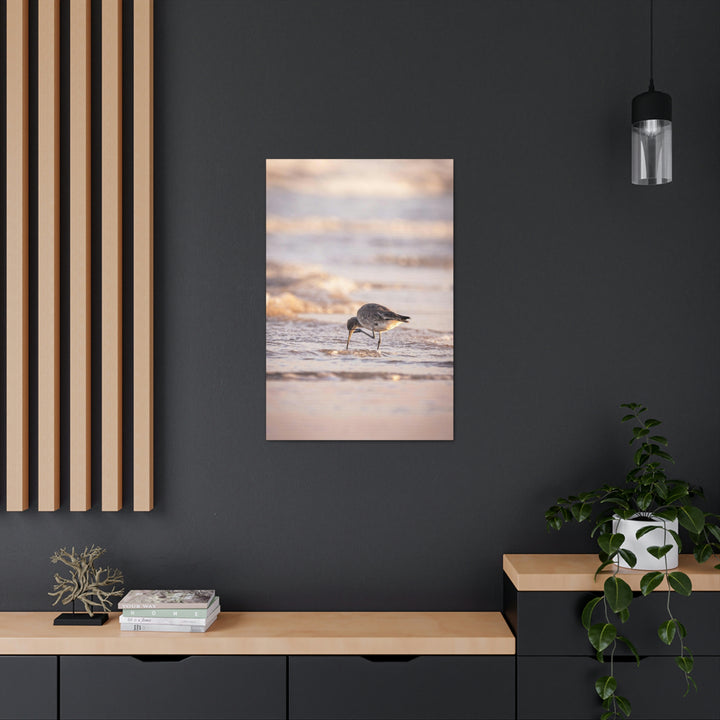 Willet Itch - Canvas