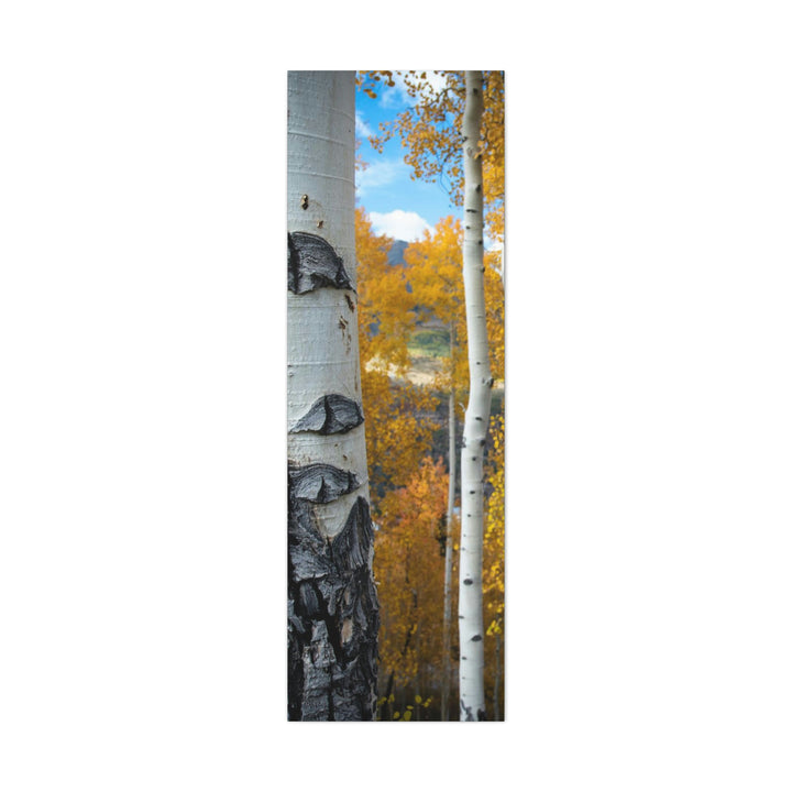 Aspens Changing - Canvas