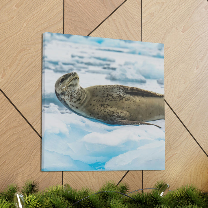 Leopard Seal Relaxing - Canvas