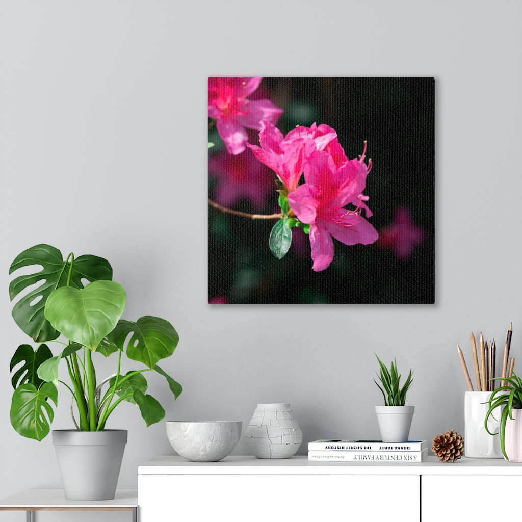 Standout Azalea - Canvas