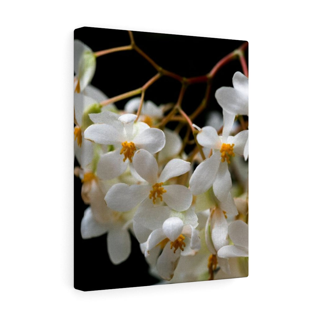 Floral Network - Canvas