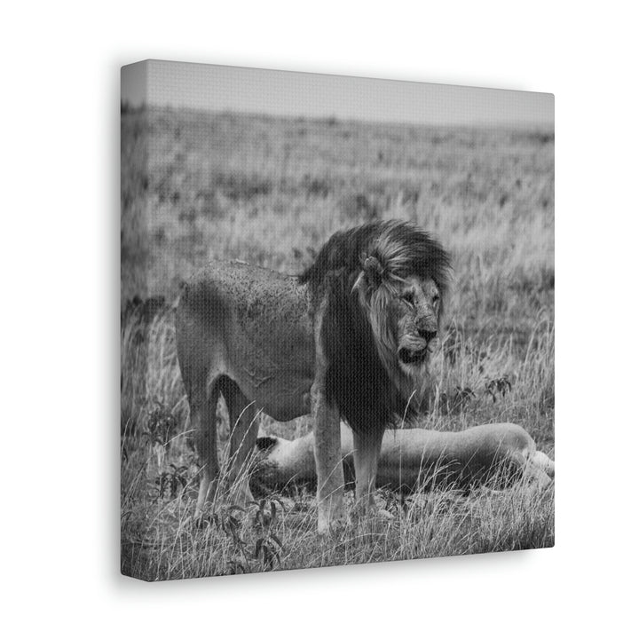 Mating Lions in Black and White - Canvas