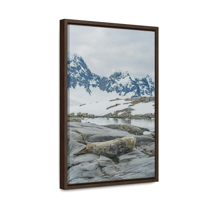 Weddell Relaxing - Canvas with Frame