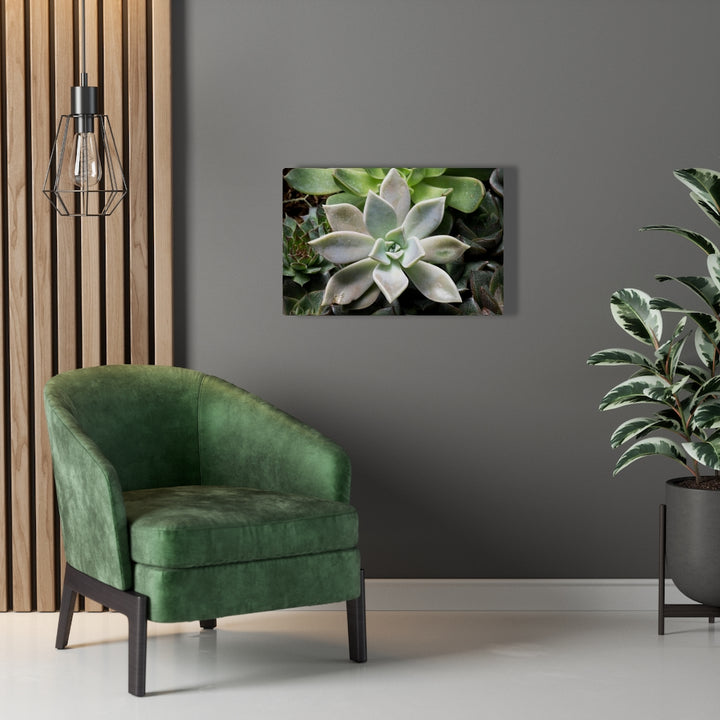 Succulent - Array - Canvas