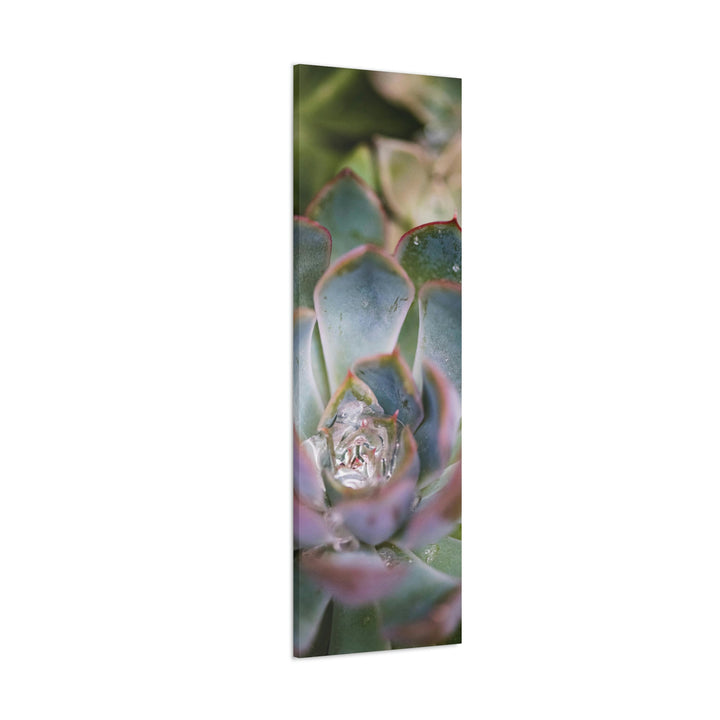 Stunning Succulent - Canvas