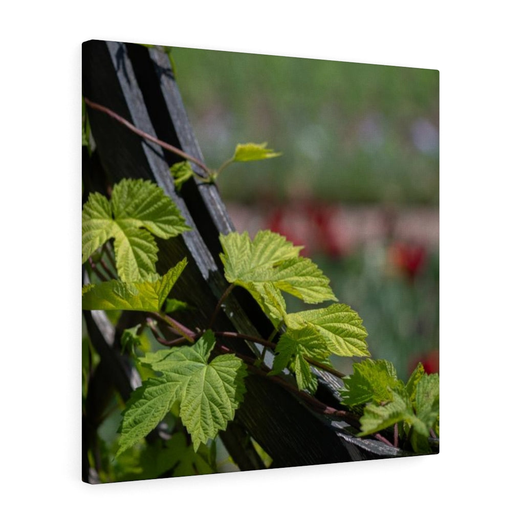 Ivy-Covered Fence - Canvas