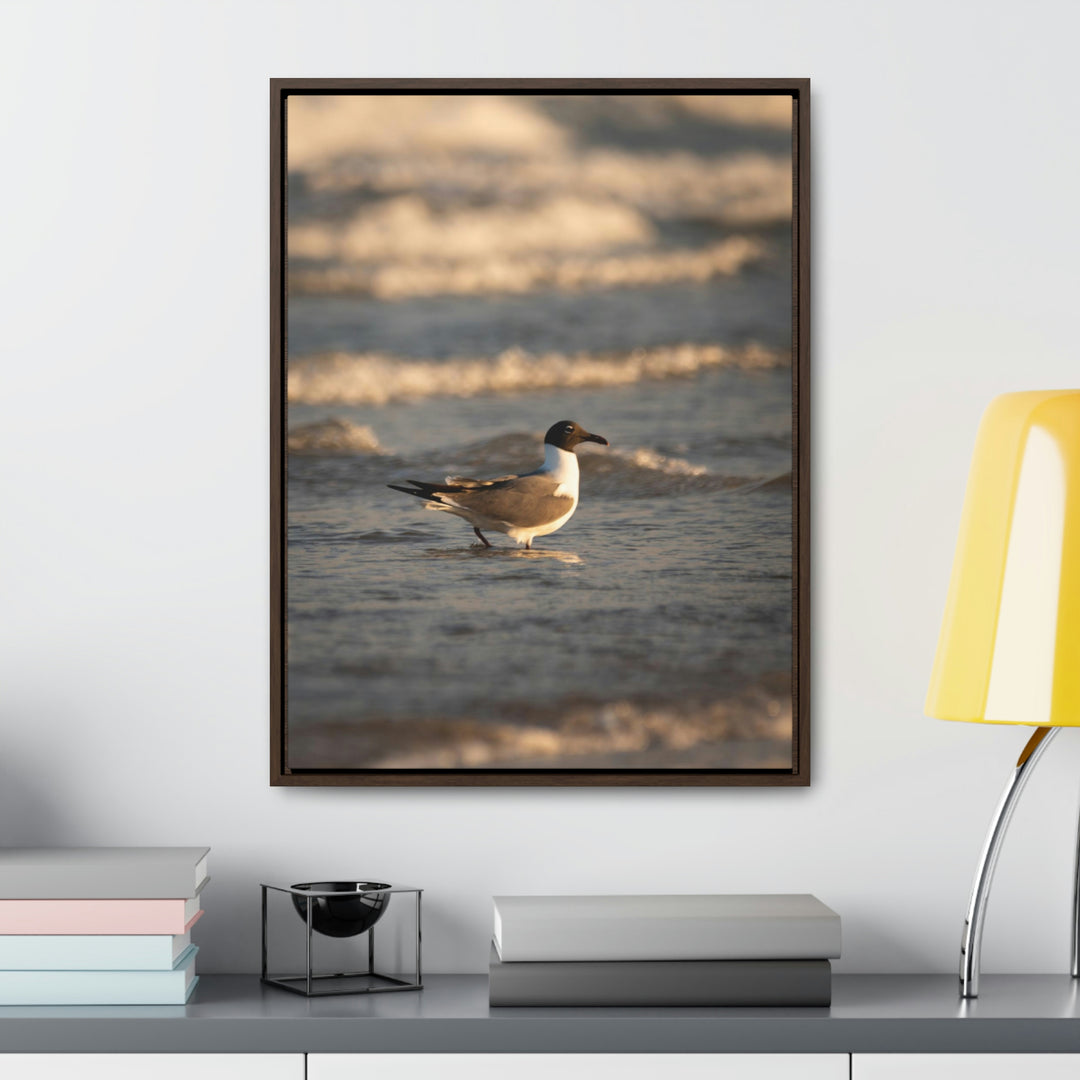 Laughing Gull in the Surf - Canvas with Frame