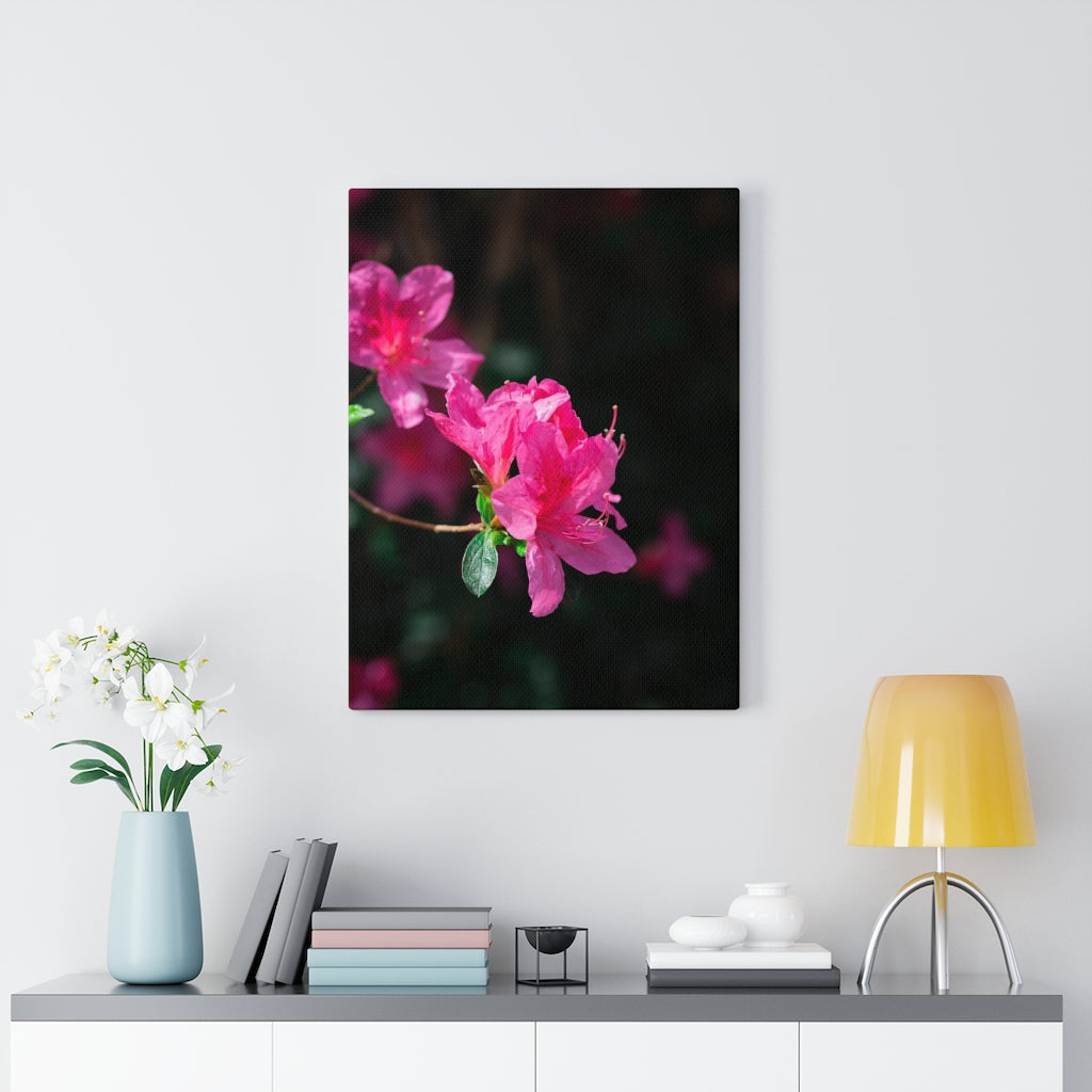 Standout Azalea - Canvas