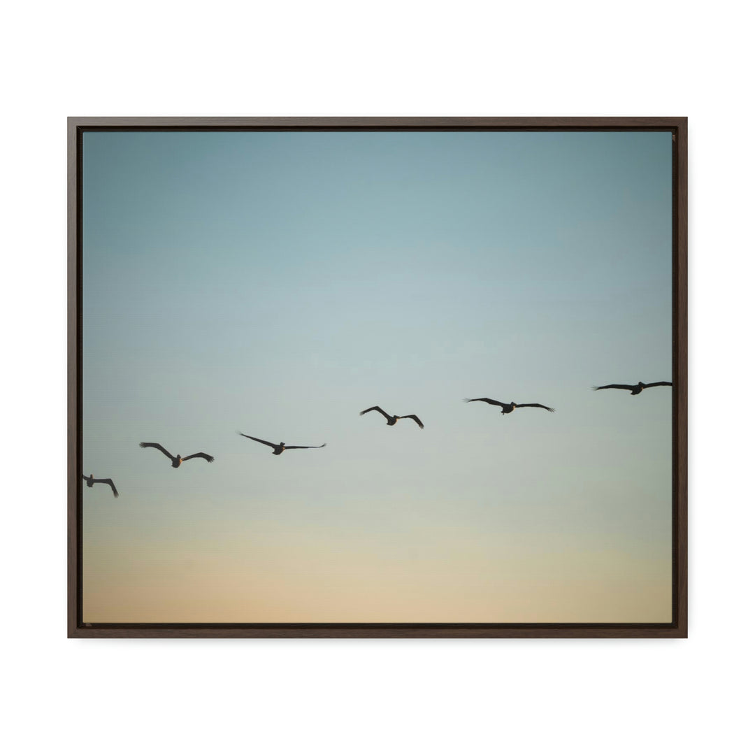 Brown Pelicans in Flight - Canvas with Frame