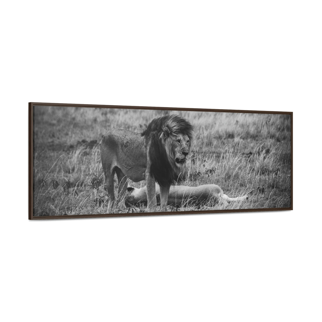 Mating Lions in Black and White - Canvas with Frame