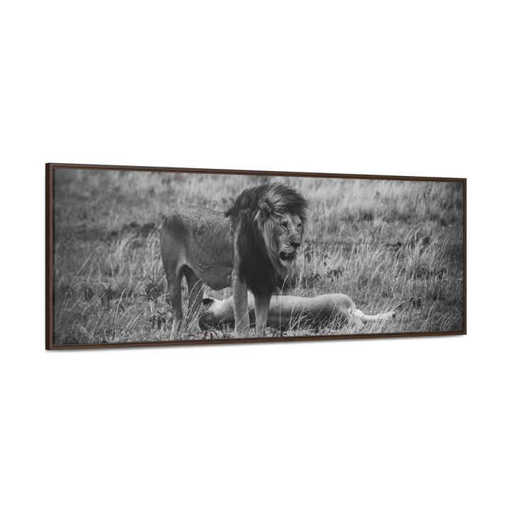 Mating Lions in Black and White - Canvas with Frame