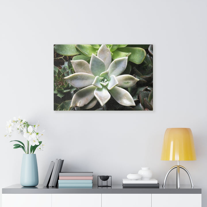 Succulent - Array - Canvas