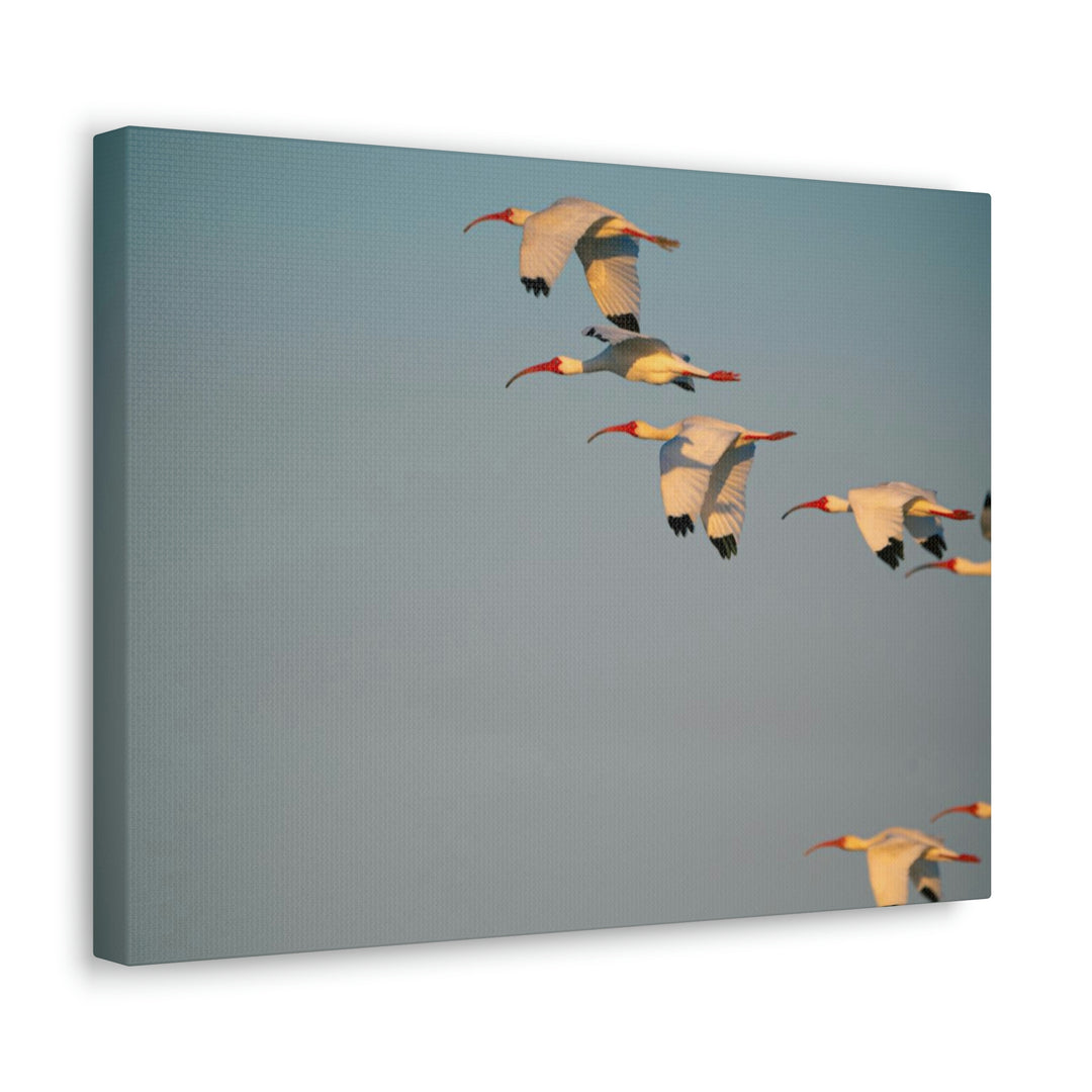 White Ibis in Flight - Canvas