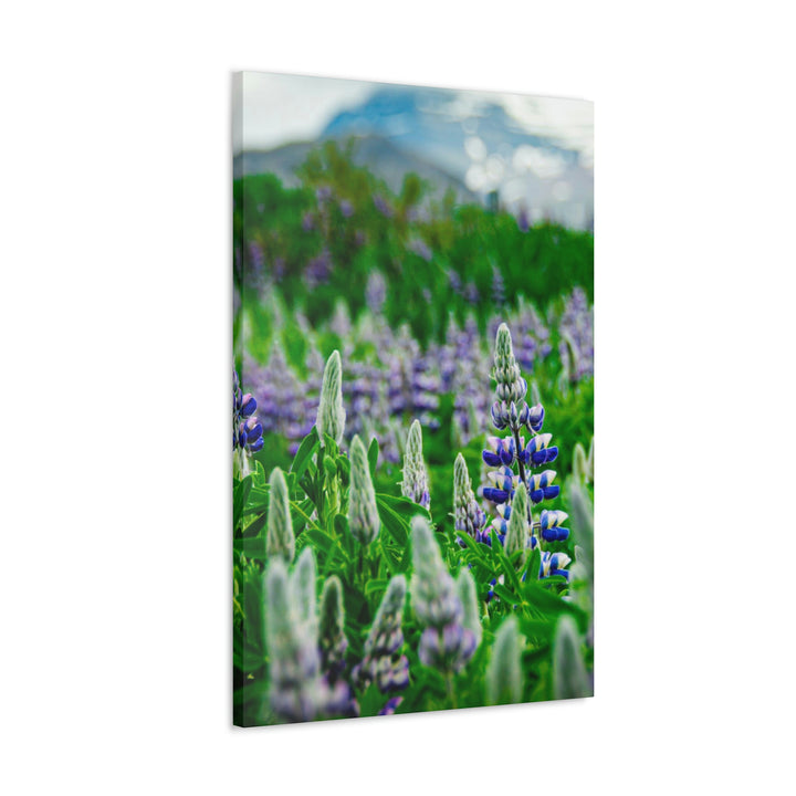 Glowing Lupin with Mountains - Canvas