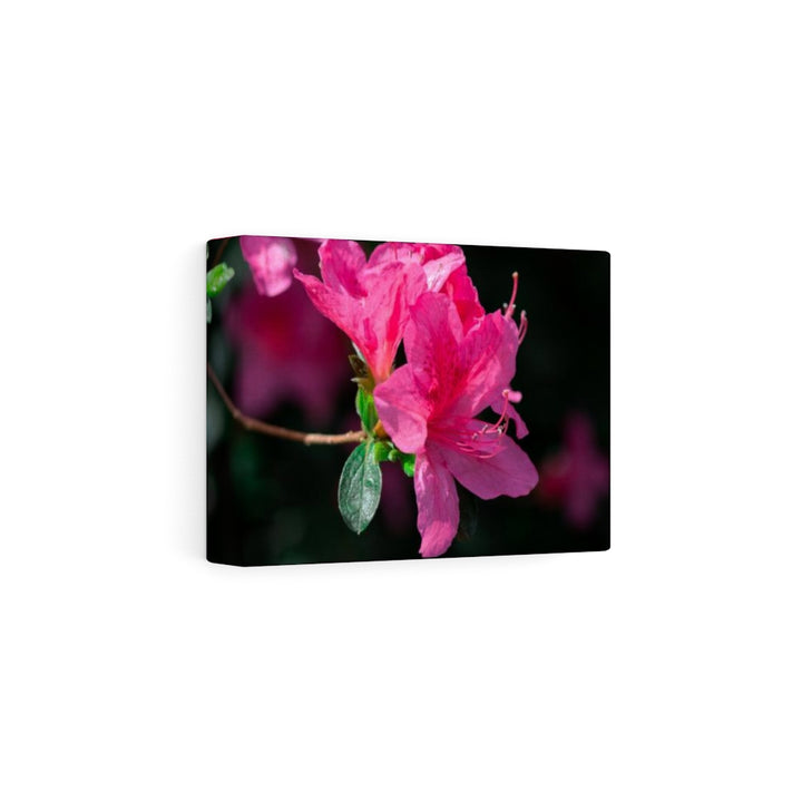 Standout Azalea - Canvas