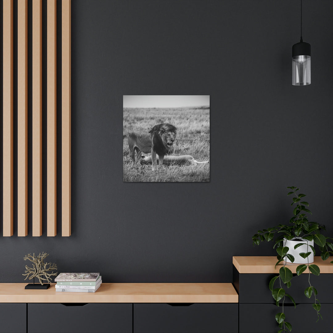 Mating Lions in Black and White - Canvas