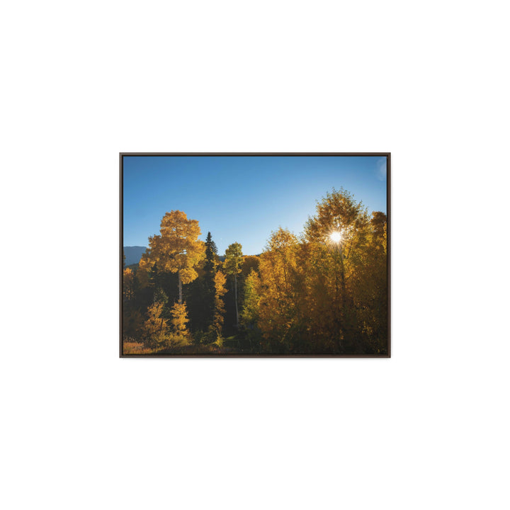 Sun Through the Aspens - Canvas with Frame