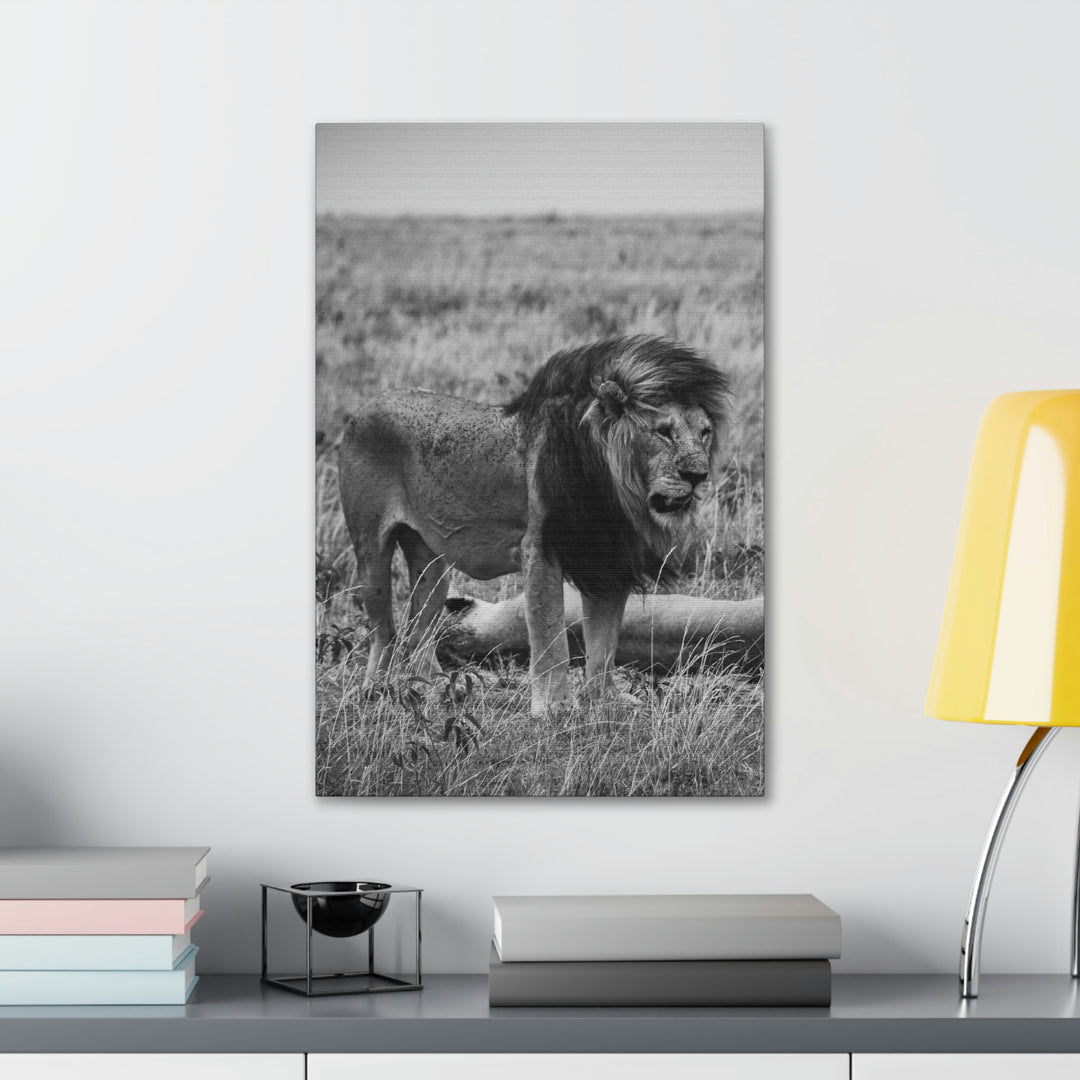 Mating Lions in Black and White - Canvas