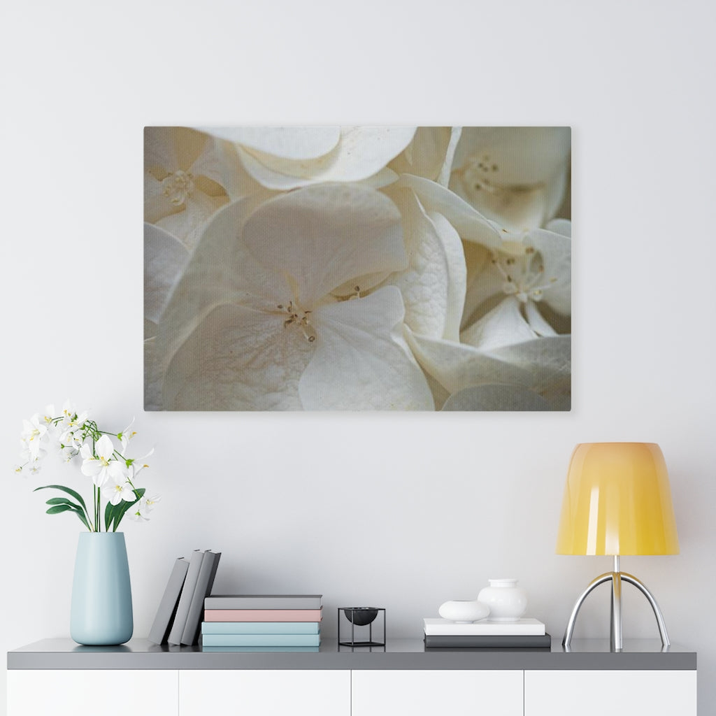 White Hydrangea Detail - Canvas