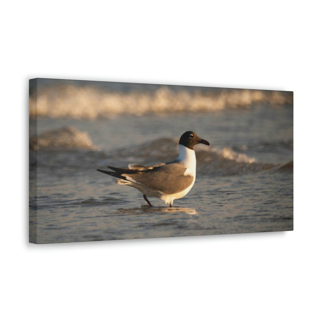 Laughing Gull in the Surf - Canvas