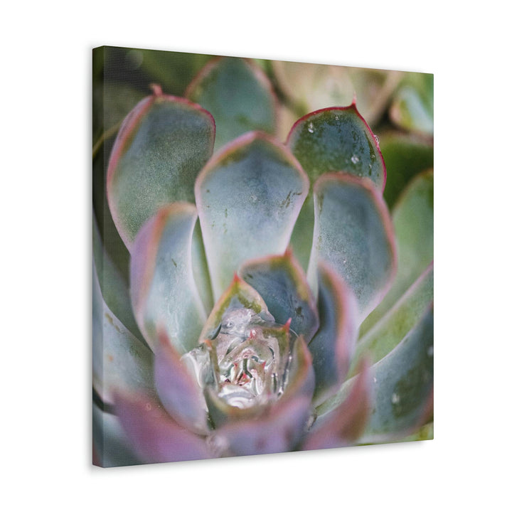 Stunning Succulent - Canvas