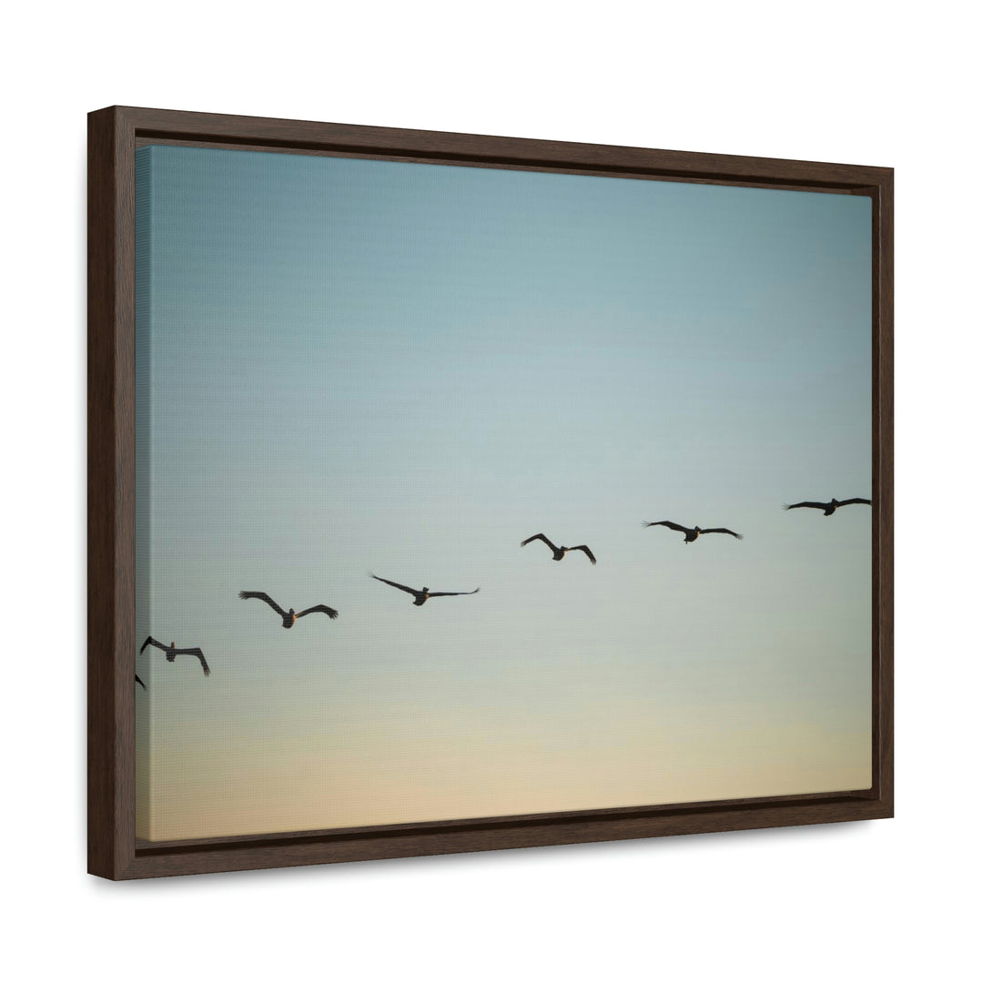 Brown Pelicans in Flight - Canvas with Frame