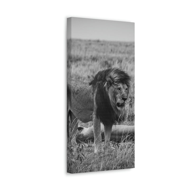 Mating Lions in Black and White - Canvas