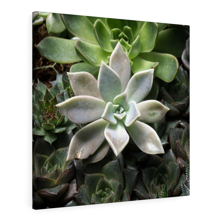 Succulent - Array - Canvas