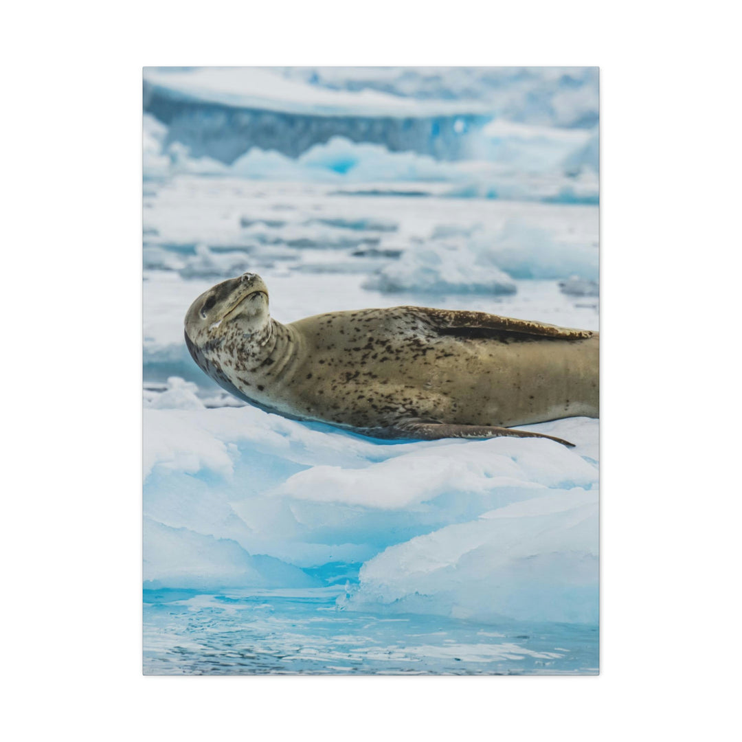 Leopard Seal Relaxing - Canvas