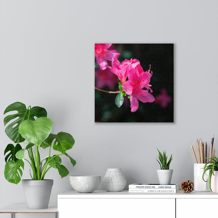 Standout Azalea - Canvas