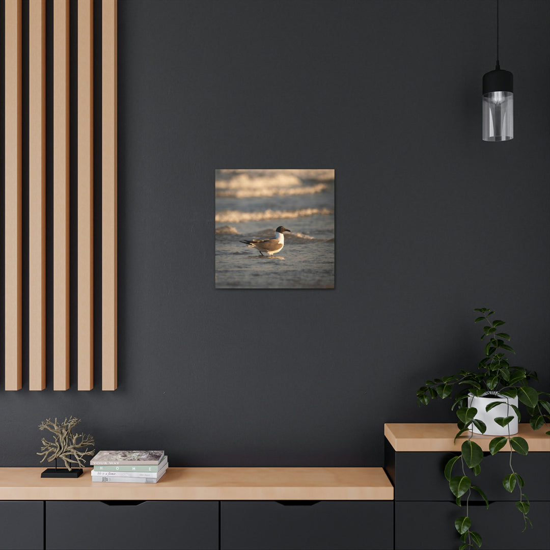 Laughing Gull in the Surf - Canvas