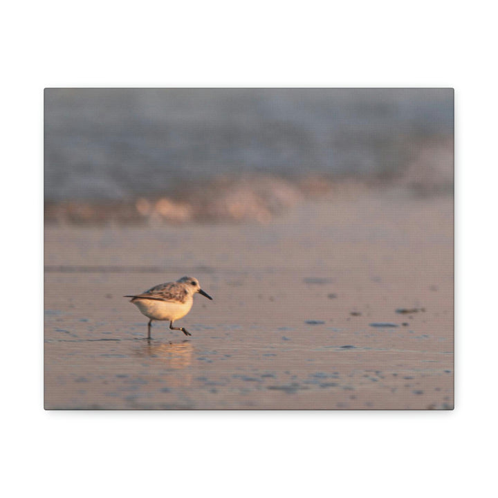 Sanderling in Soft Dusk Light - Canvas