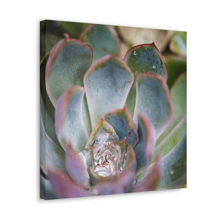 Stunning Succulent - Canvas