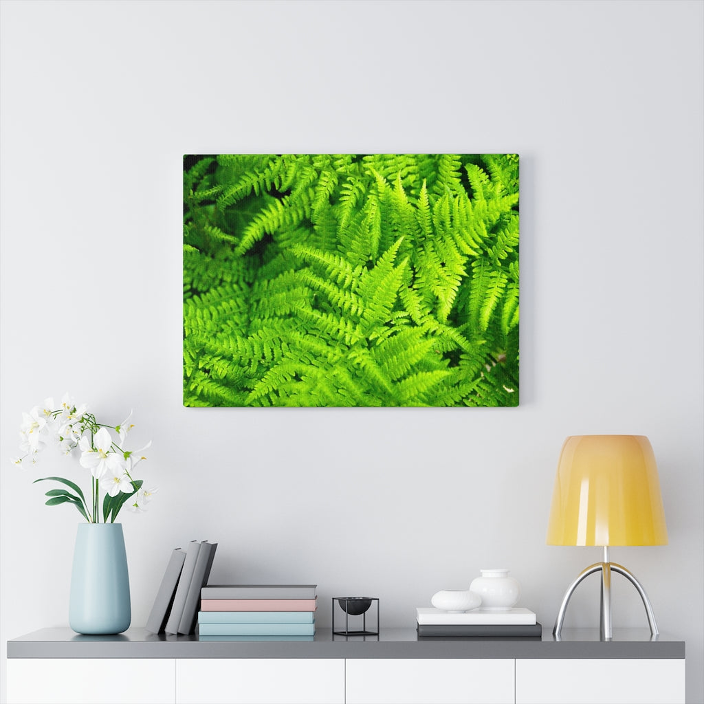 Ferns, Ferns, Ferns - Canvas