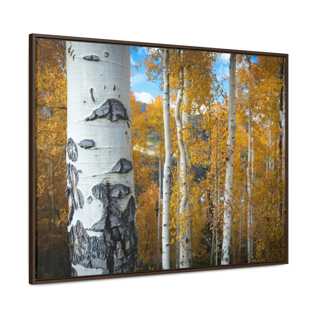 Aspens Changing - Canvas with Frame