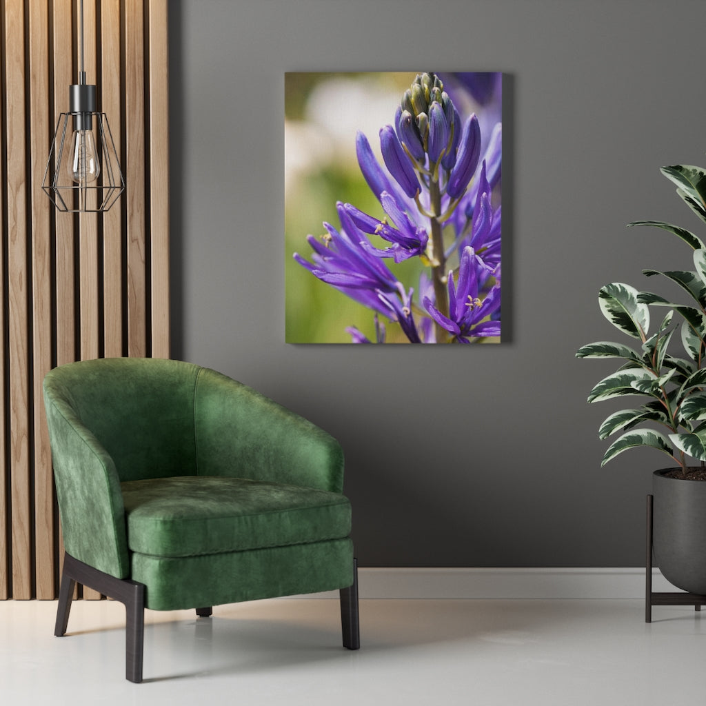 Camas in Bloom - Canvas