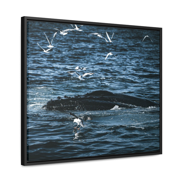 Humpback Hello - Canvas with Frame