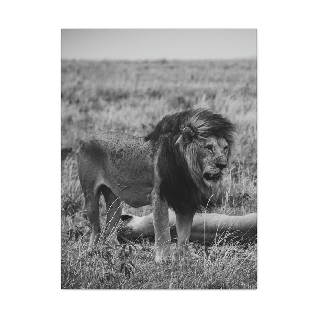 Mating Lions in Black and White - Canvas