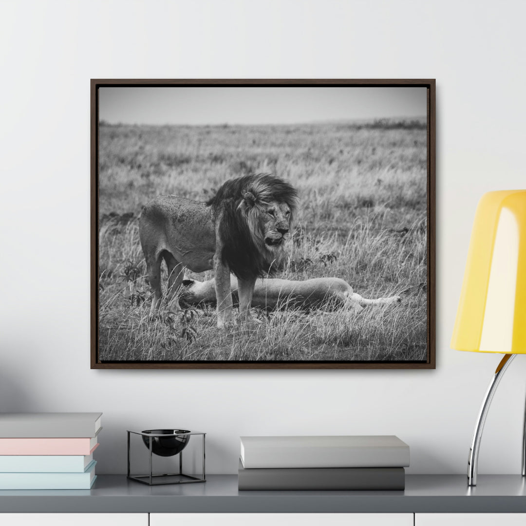 Mating Lions in Black and White - Canvas with Frame