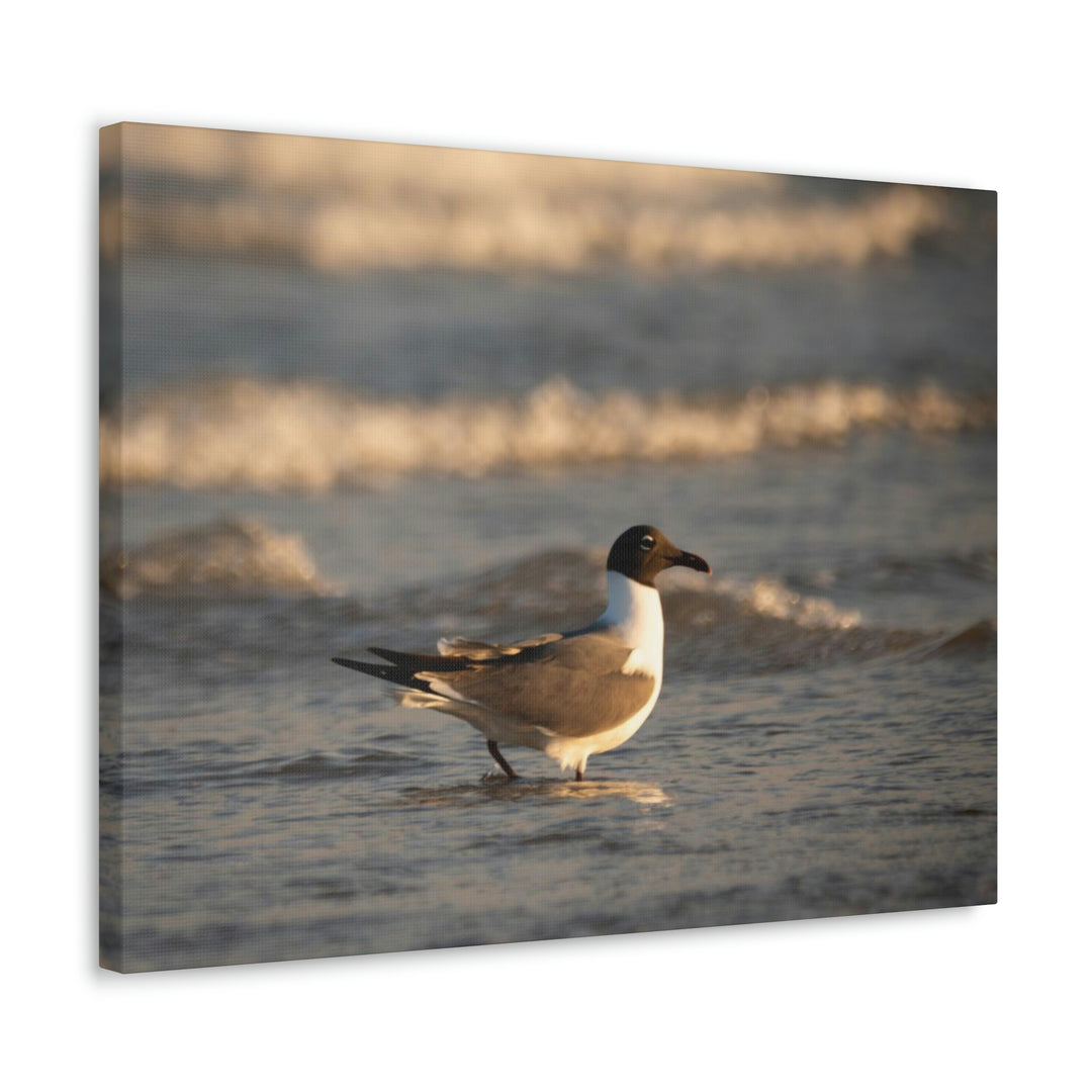 Laughing Gull in the Surf - Canvas