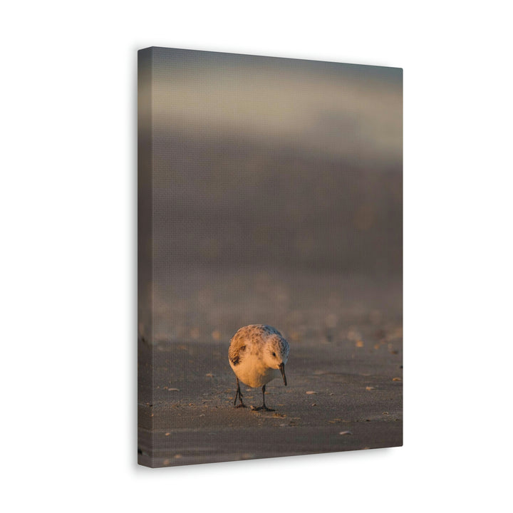 Feeding Sanderling - Canvas