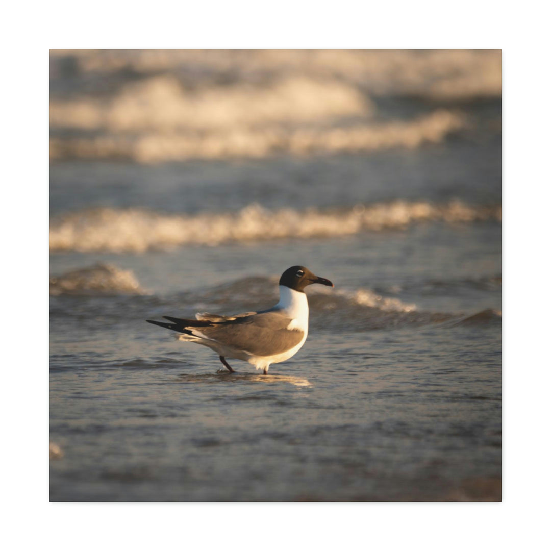 Laughing Gull in the Surf - Canvas