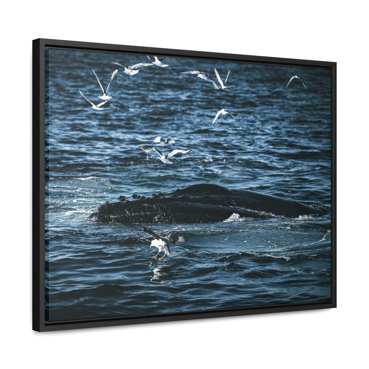 Humpback Hello - Canvas with Frame