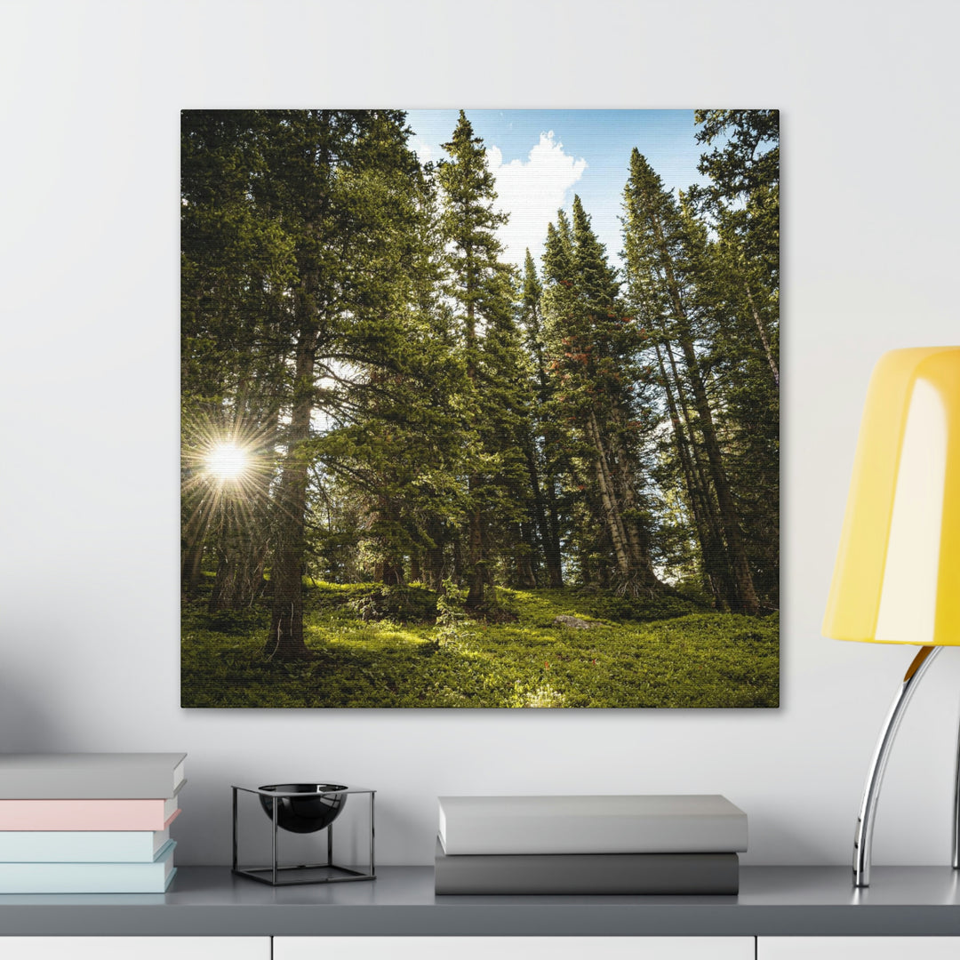 Forest Light - Canvas